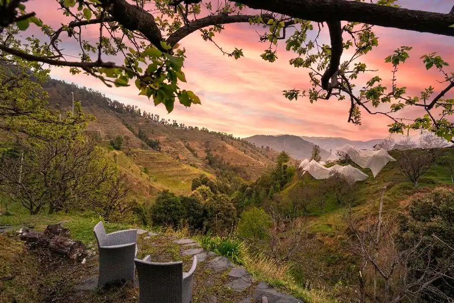 Apricot @ The Orchard Song - Chail, Shimla