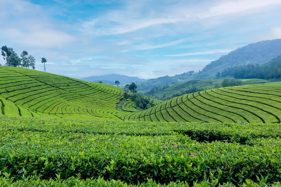 Arya Treetops and Tea Trails, Darjeeling