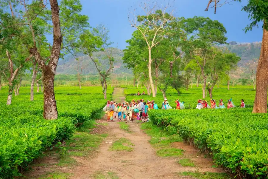 Astralis Resort Coorg Experiences