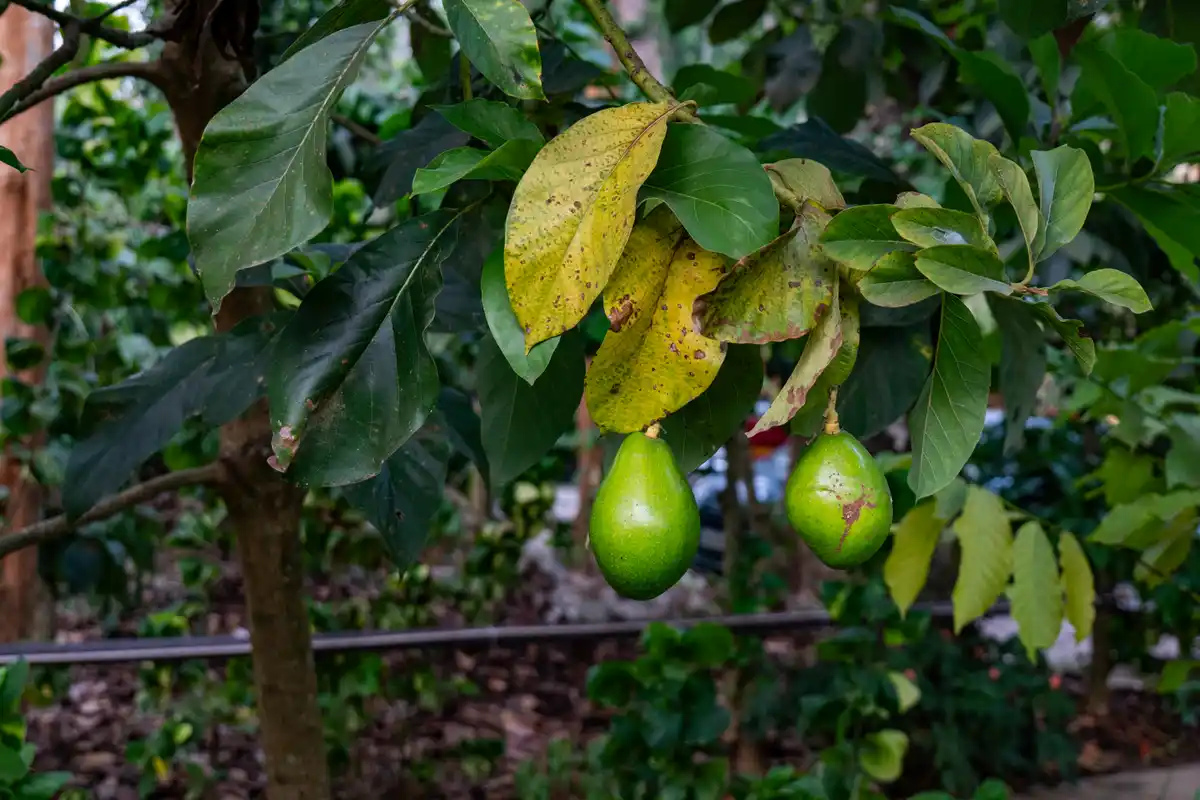 Avocado Cottages Executive Room, Coorg