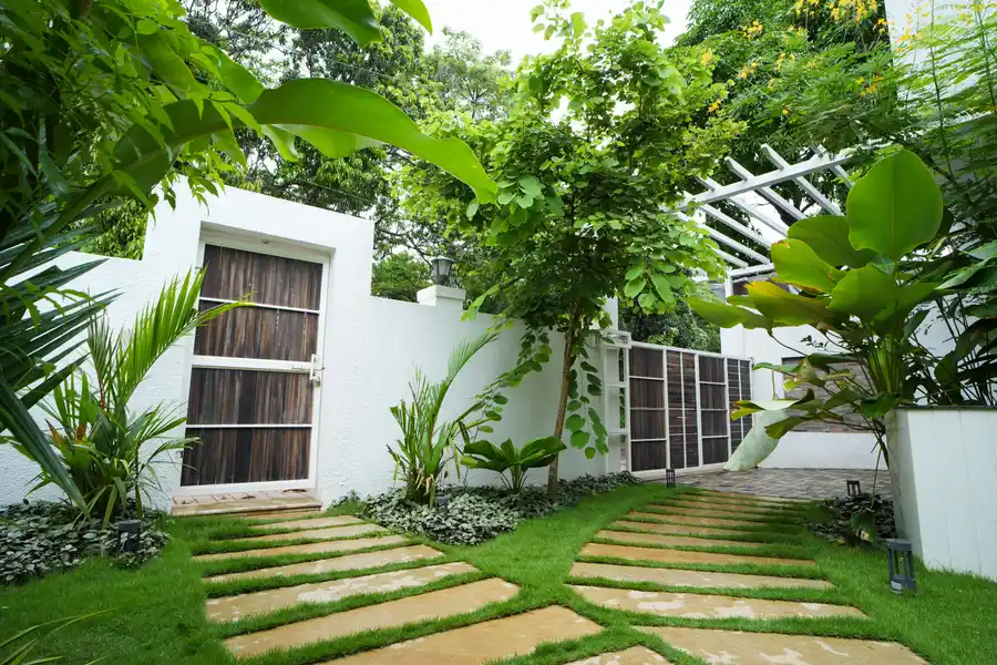 Bauhinia, North Goa