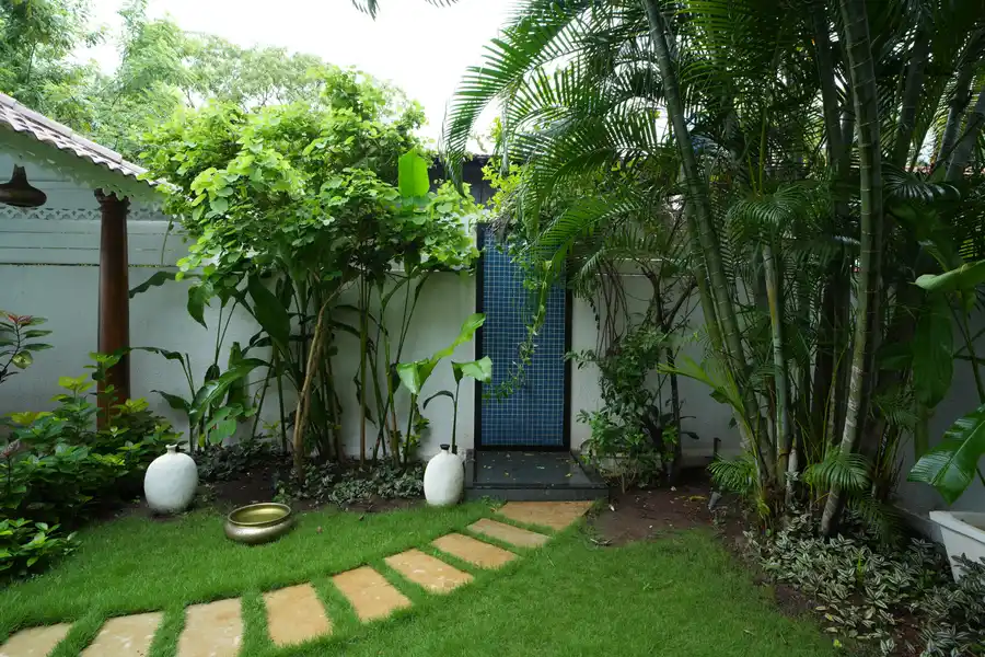 Bauhinia, North Goa