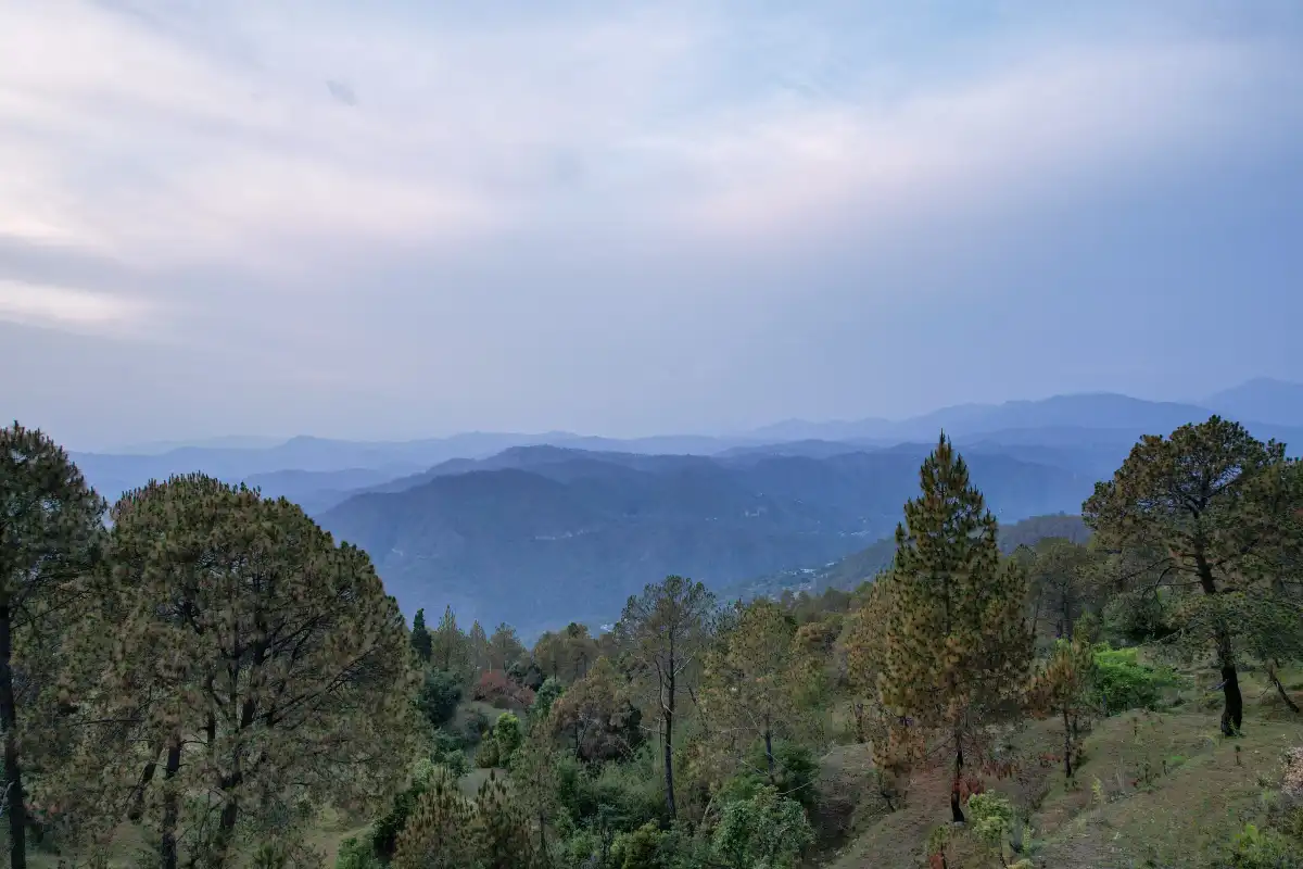 Brookside Estate, Almora