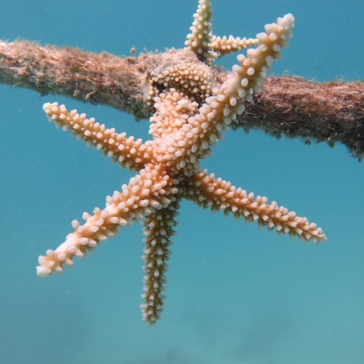 Centara Ras Fushi Resort & Spa Maldives Experiences