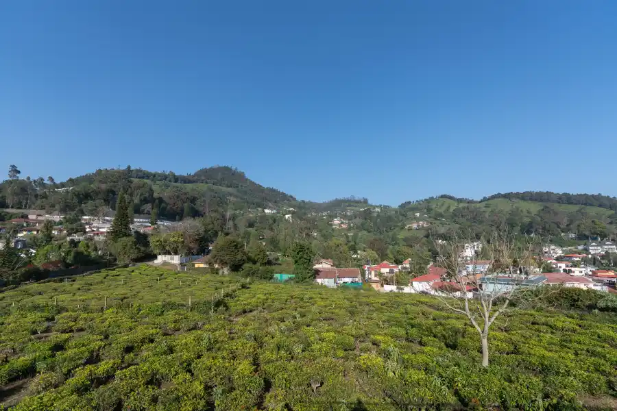 Coonoor Canvas, Coonoor