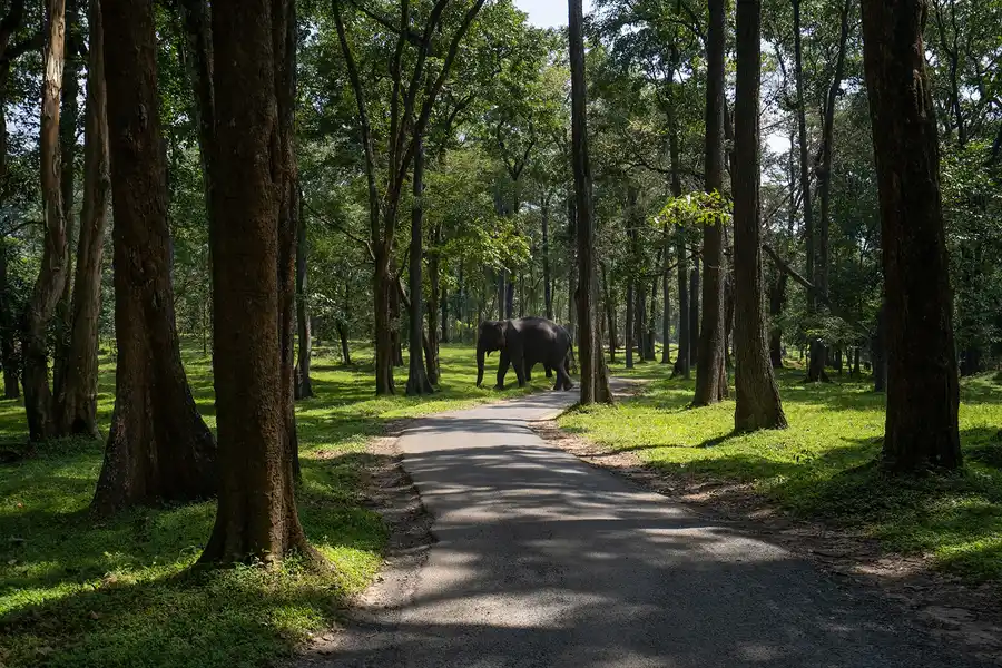 Crystal Kuruva Nature Resort & Spa Garden