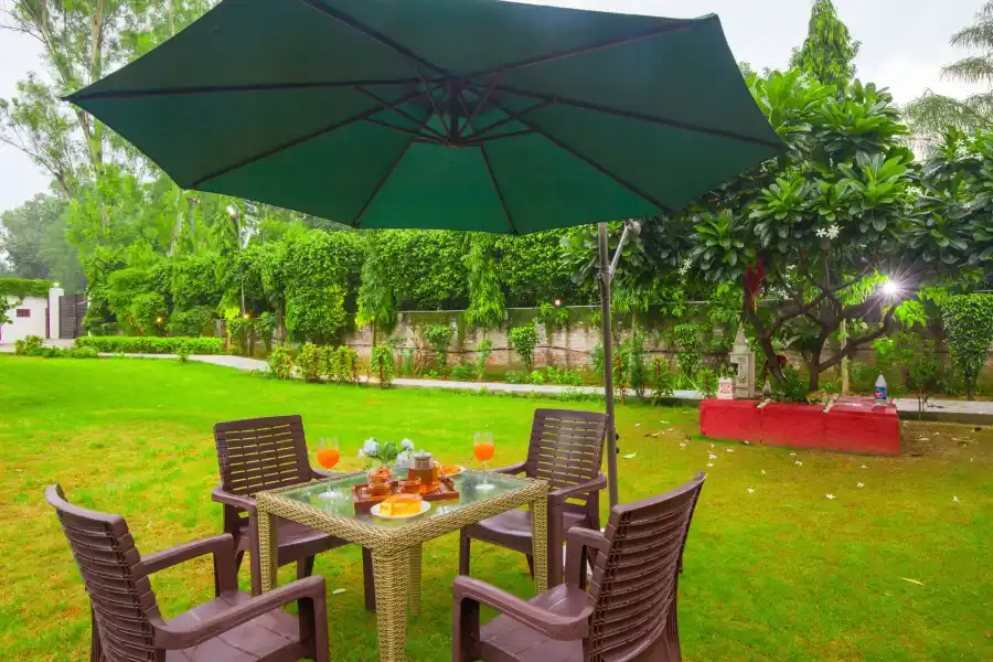 Daffodil, Delhi NCR