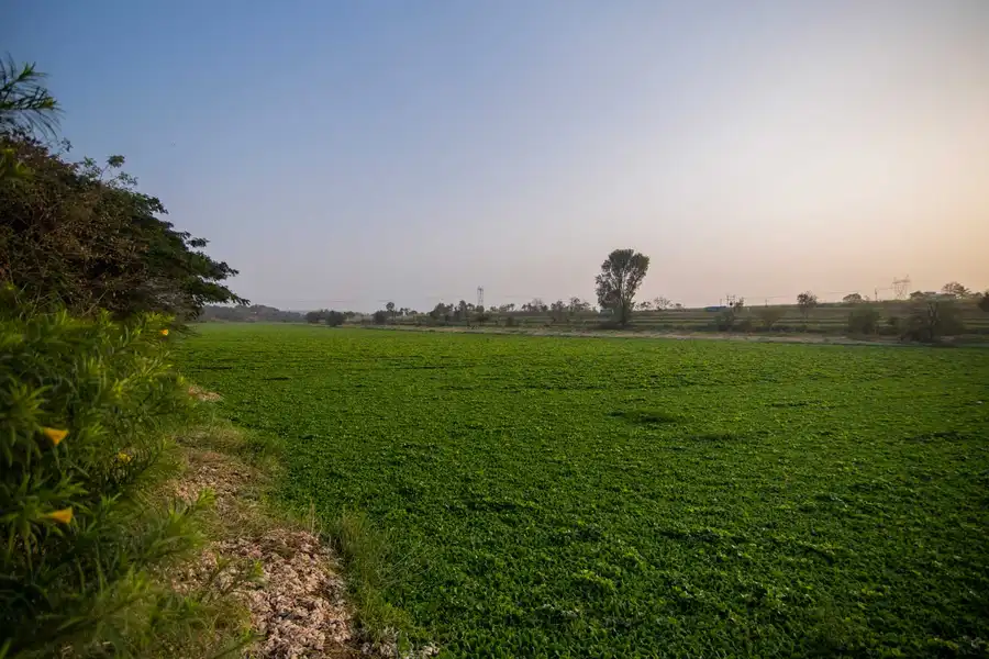 Earth Song - Tulapur, Pune