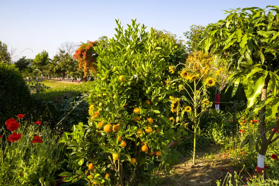 Farm Naturelle, Jim Corbett