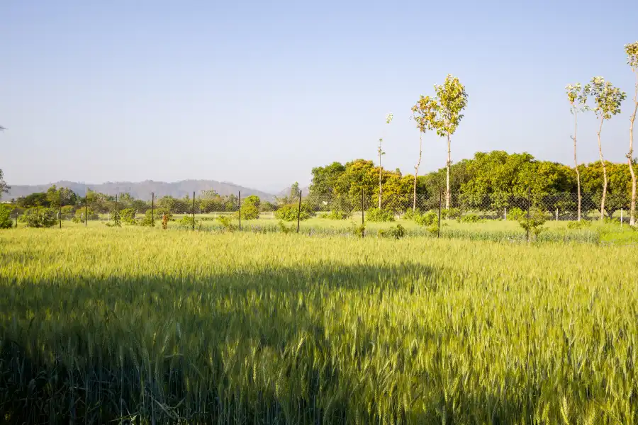 Farm Naturelle, Jim Corbett