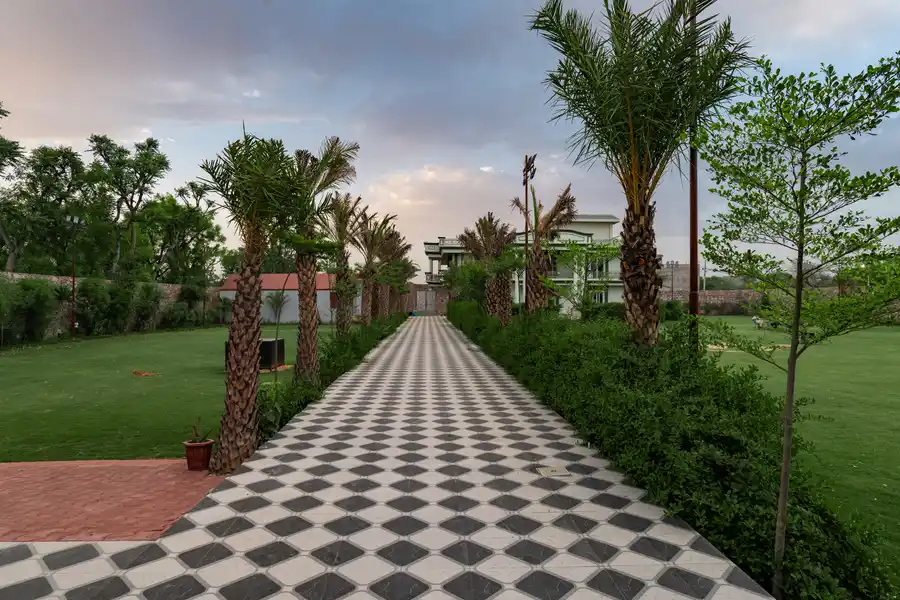Gold Palm Granola, Jaipur
