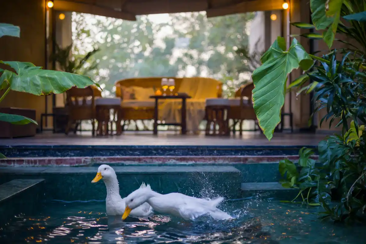 Hari Bagh Farmhouse, Jaipur