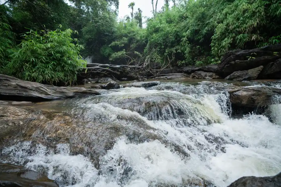 Jerdon's Perch, Sakleshpura
