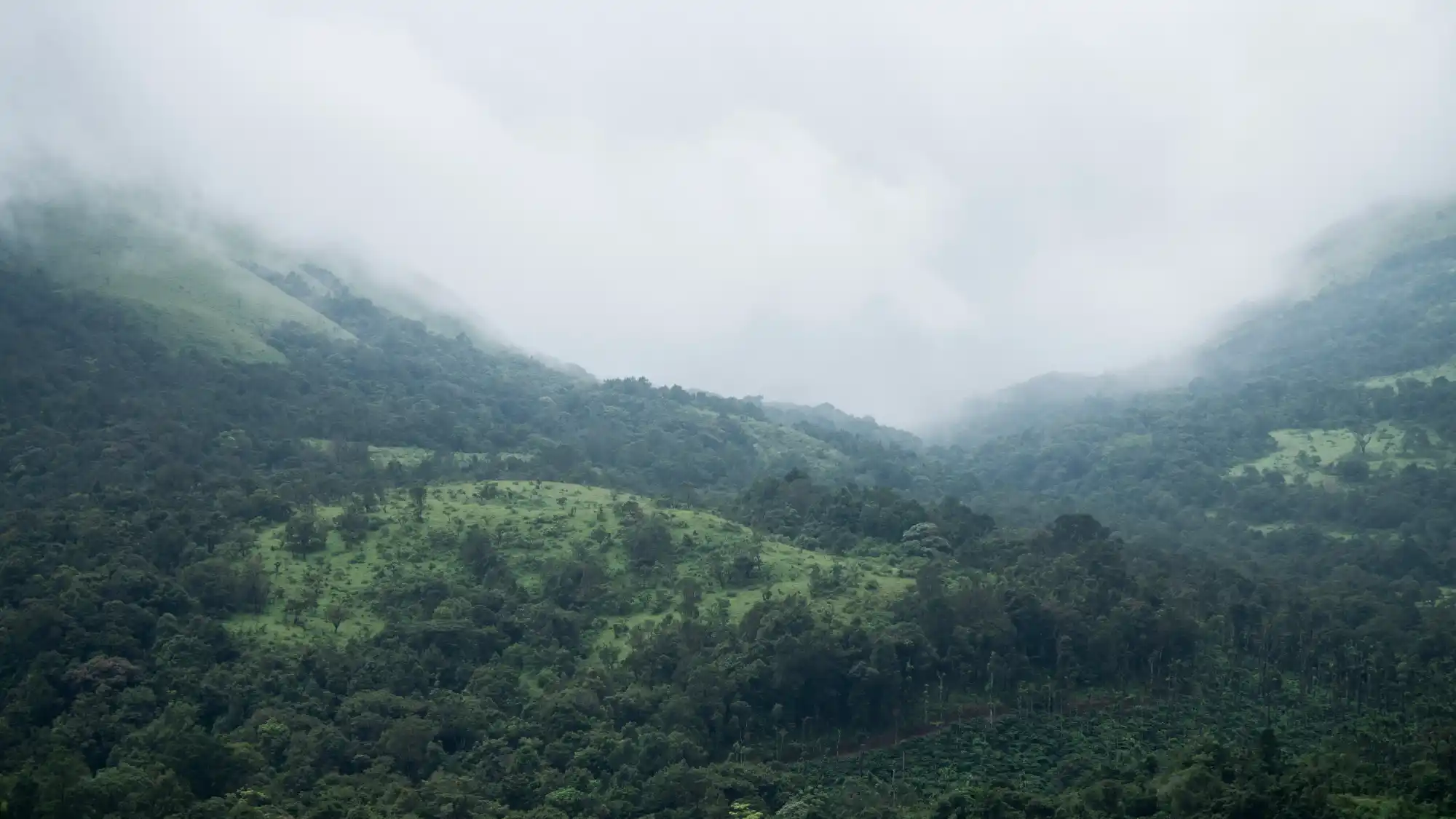 Jerdon's Perch, Sakleshpura