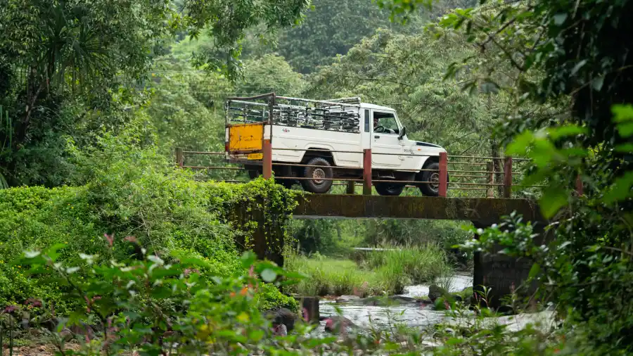 Jerdon's Perch, Sakleshpura