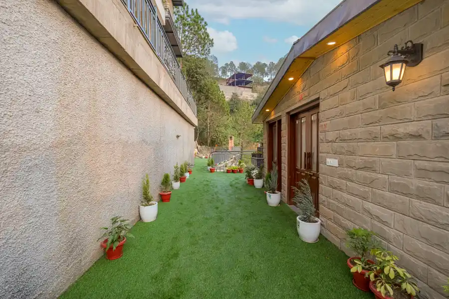 Konifer Greyvine, Kasauli