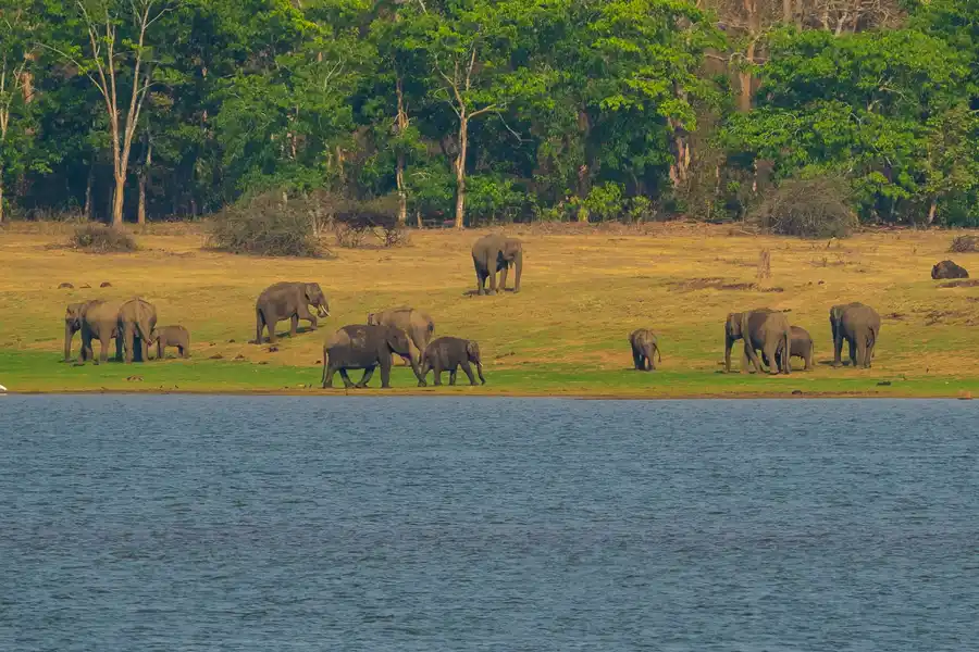 Majestic @ Exotica Kabini, Kabini
