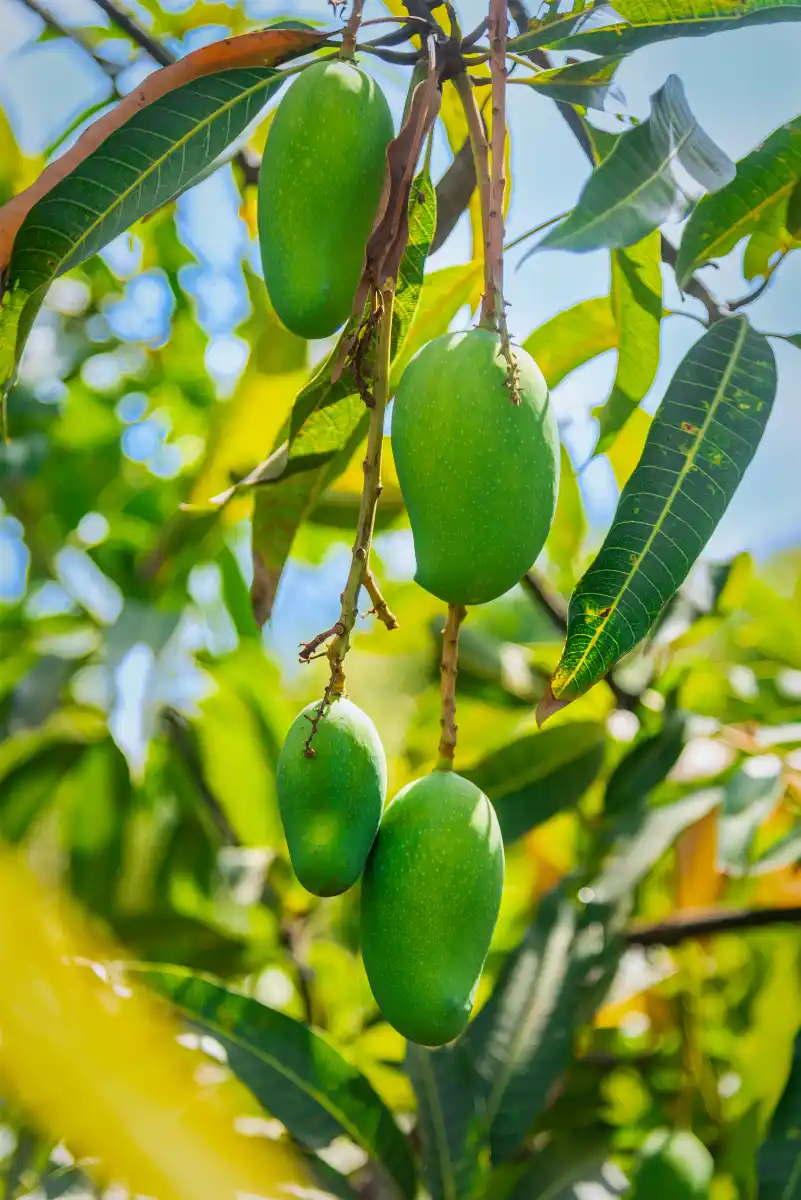 Mango Lakeview Villa, Nashik