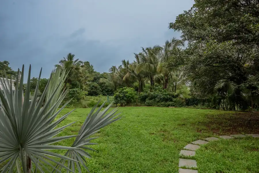 Mangosteen, Alibaug