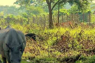 Musa Jungle Retreat Cottage | Rooms & Restaurant Views