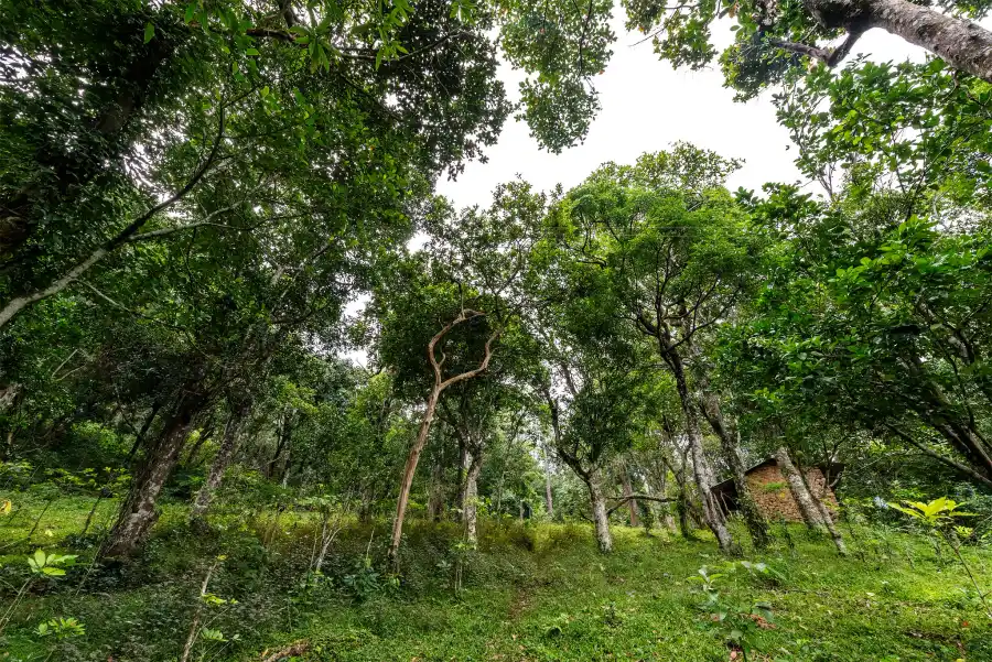 Nandanvan Estate, Kodaikanal