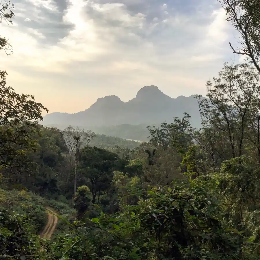Pepper Trail Views