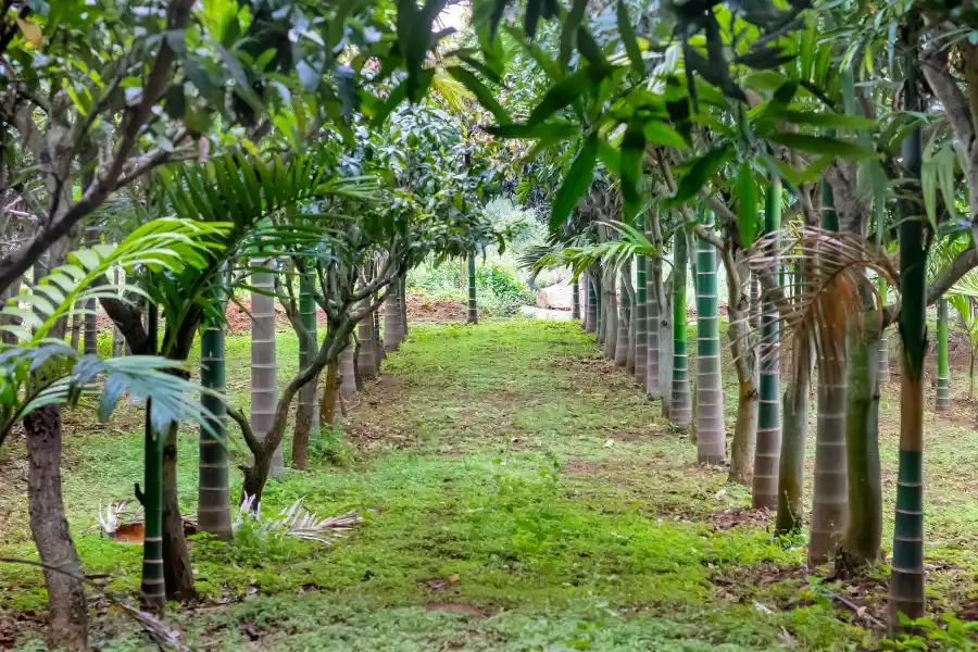 SaffronStays Aashray, Tumkur, Bangalore