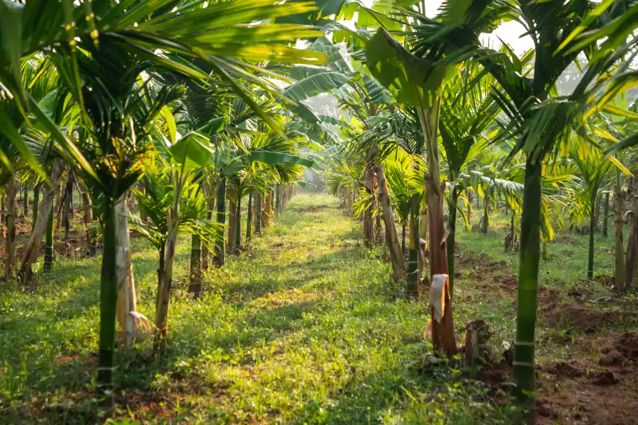 SaffronStays Ayati, Mysore