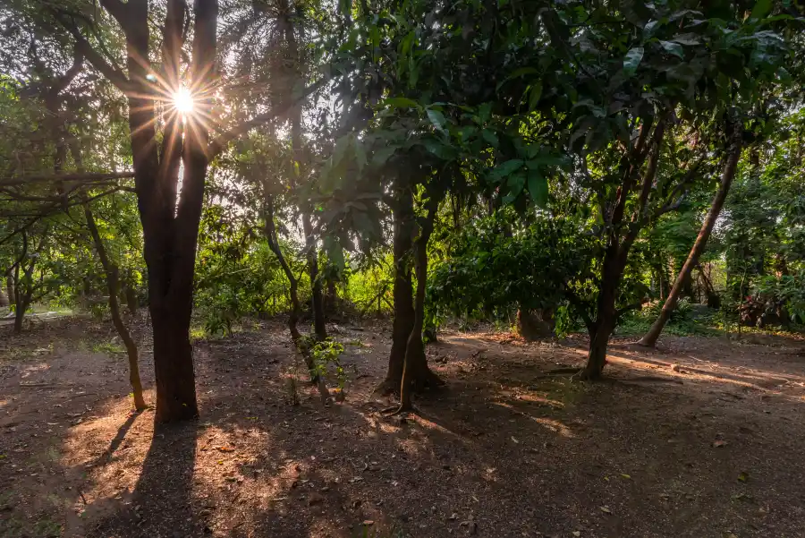 SaffronStays Chikoo Wadi, Palghar