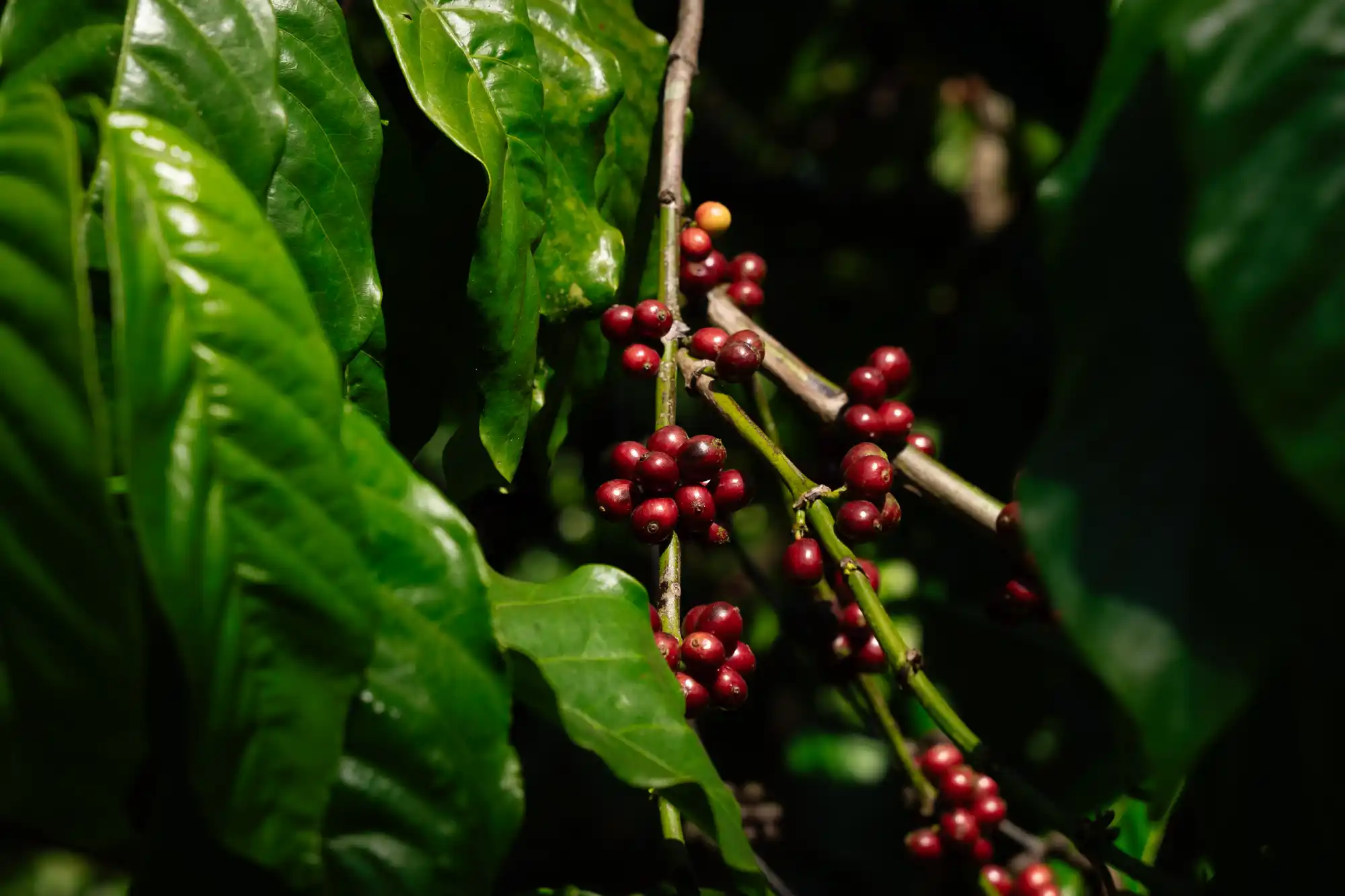 SaffronStays Coffeeshire, Chikmagalur