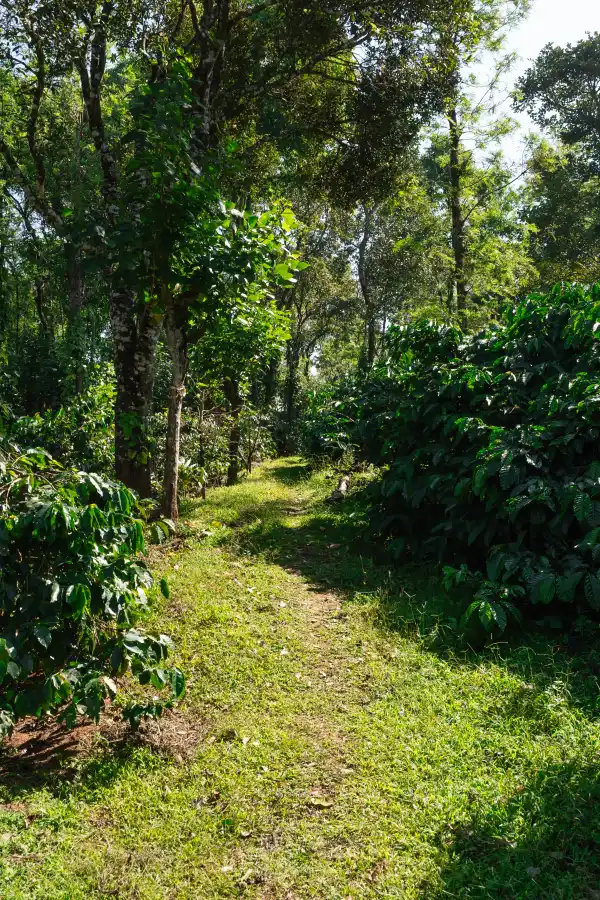 SaffronStays Coffeeshire, Chikmagalur