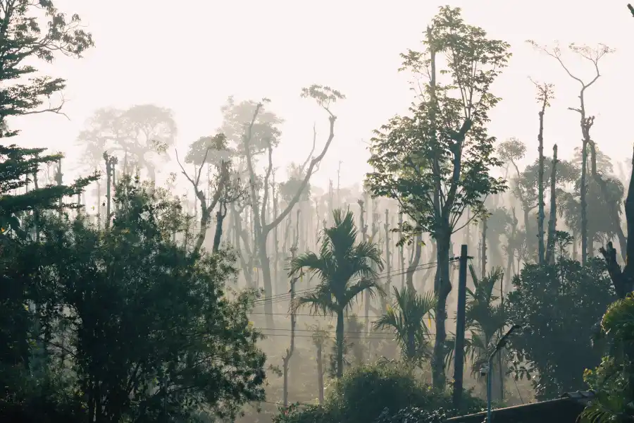 SaffronStays Coffeeshire, Chikmagalur