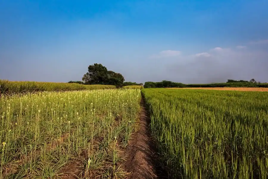 SaffronStays Happy Fields, Pune