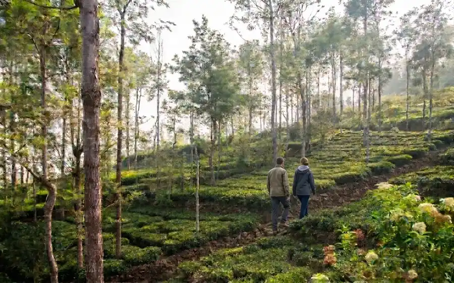 SaffronStays is, Kotagiri