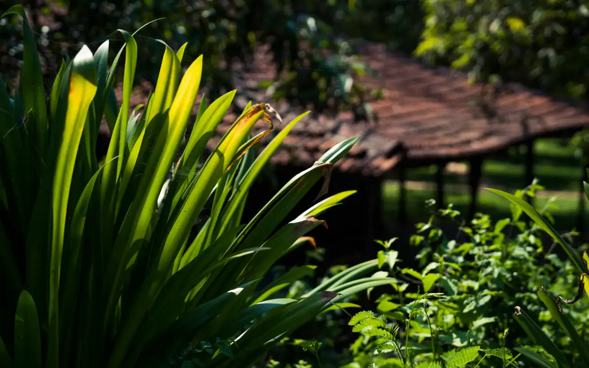 SaffronStays Mango Huts, Pali