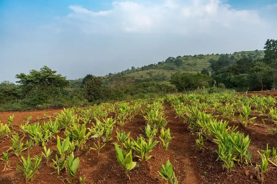 SaffronStays Niramay, Velhe, Torna-Rajgad