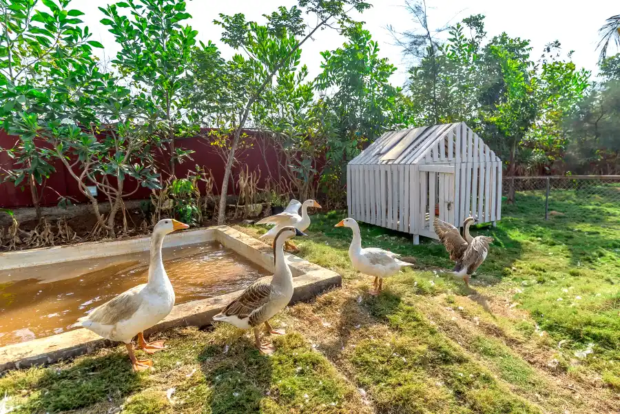 SaffronStays Palm Paradise, Kalyan-Khadavli