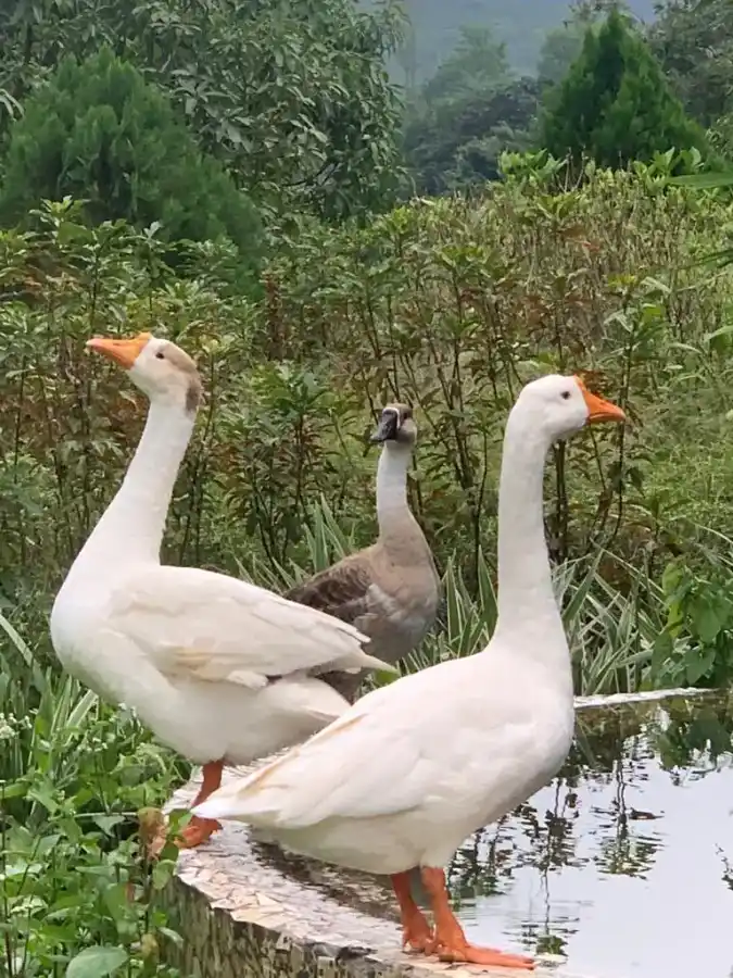 SaffronStays SanvinaFarm, Karjat