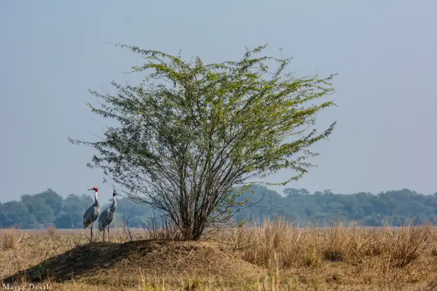 SaffronStays SATORI, Mulshi