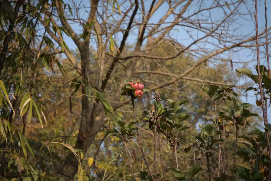 SaffronStays Sylvan Farms, Mount Abu