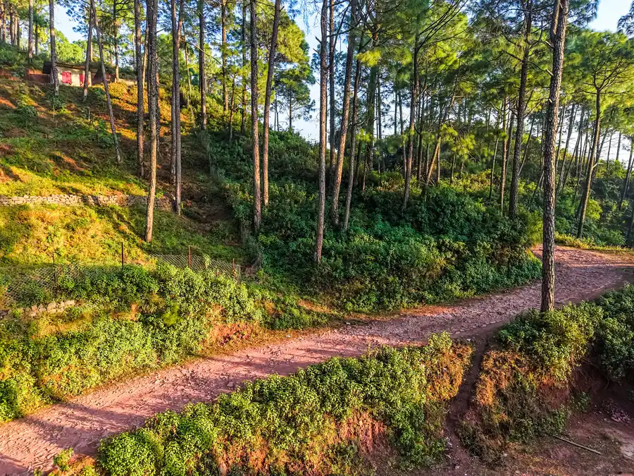 Stars and WindSongs Pines, Kasauli