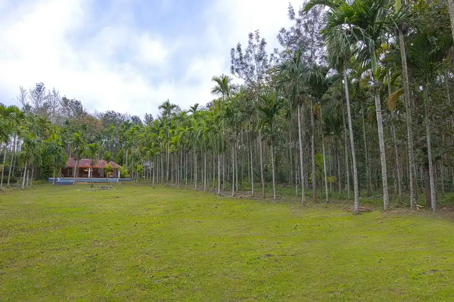 Tall Silver, Coorg