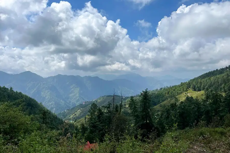 Under The Pines, Shimla