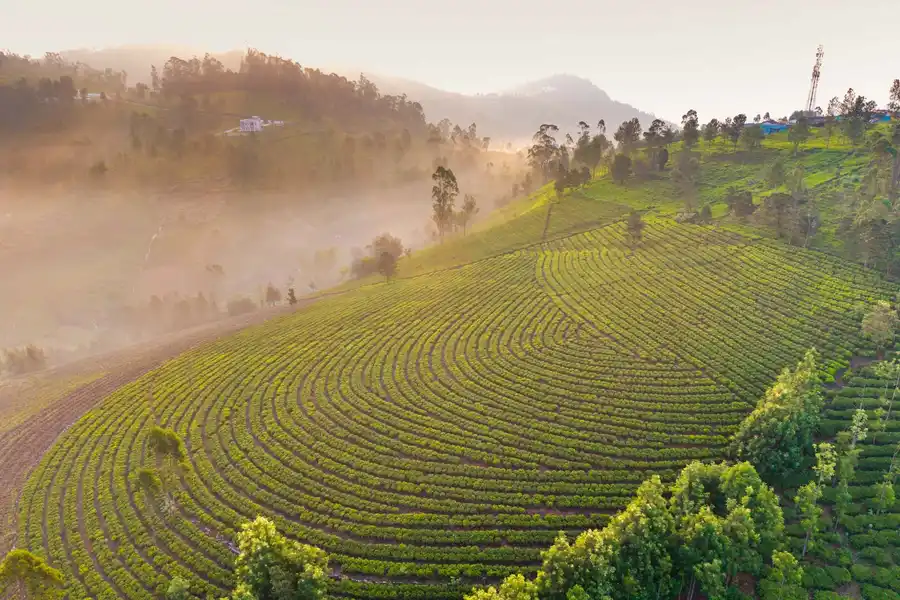 Valley Whispers, Ooty