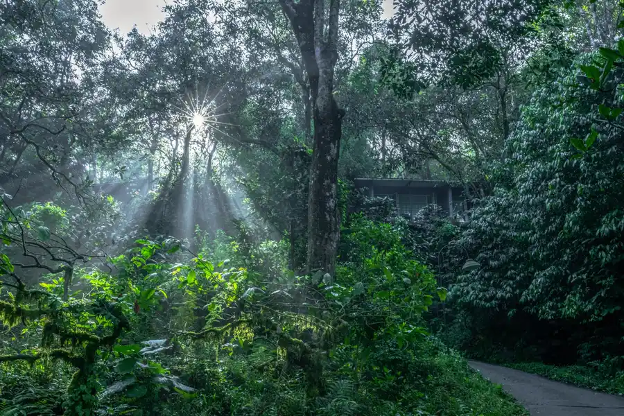 Wayanad Wild - A CGH Earth Experience Views