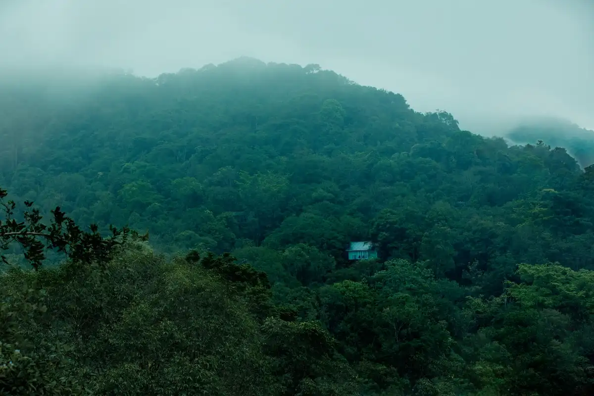 Wayanad Wild - A CGH Earth Experience Views