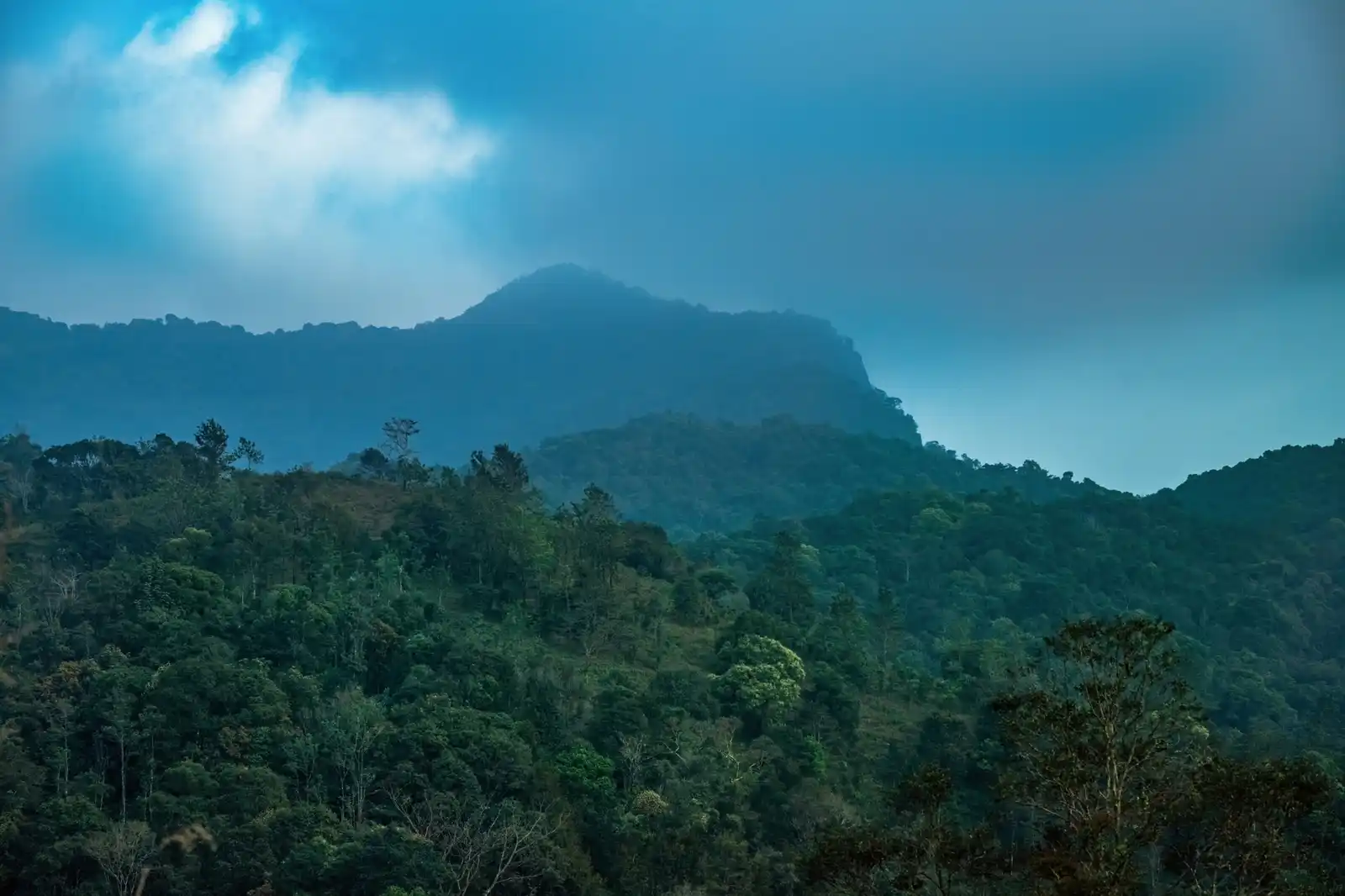 Wayanad Wild - A CGH Earth Experience Views