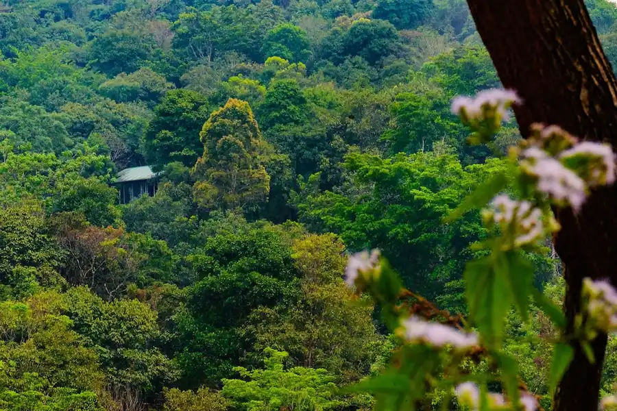 Wayanad Wild - A CGH Earth Experience Views
