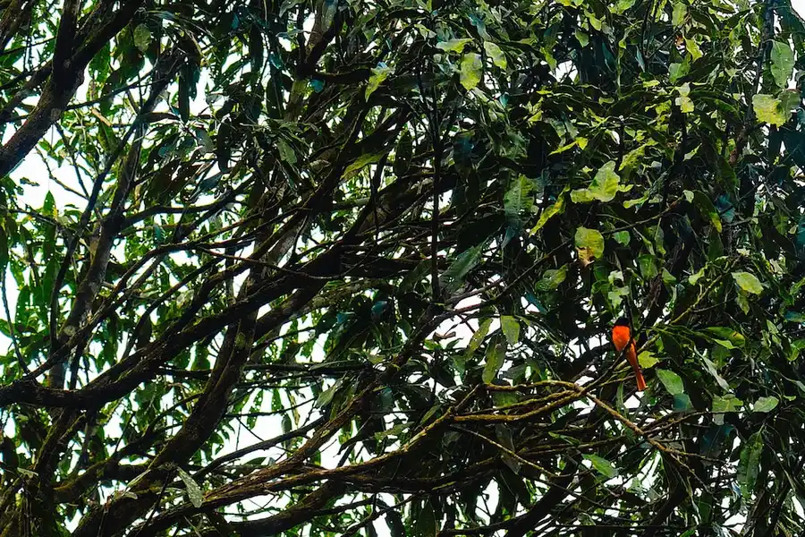 Wayanad Wild - A CGH Earth Experience Others