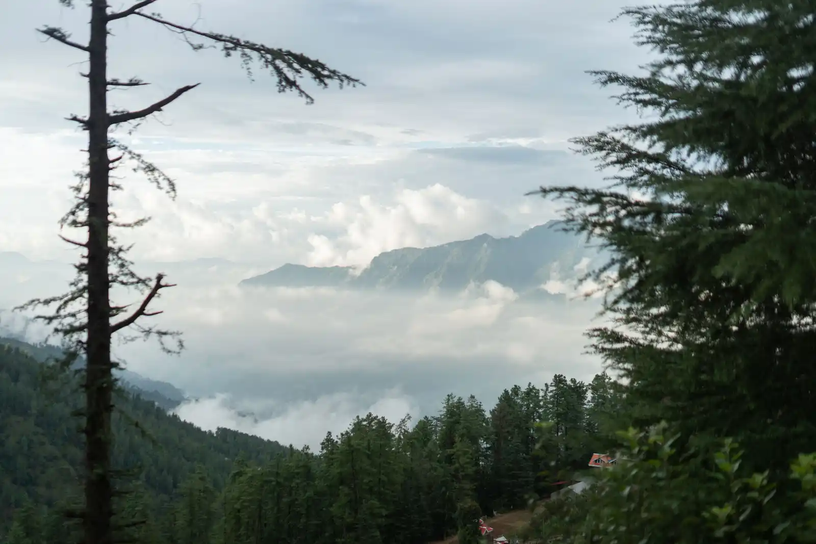 Wood House Retreat, Shimla
